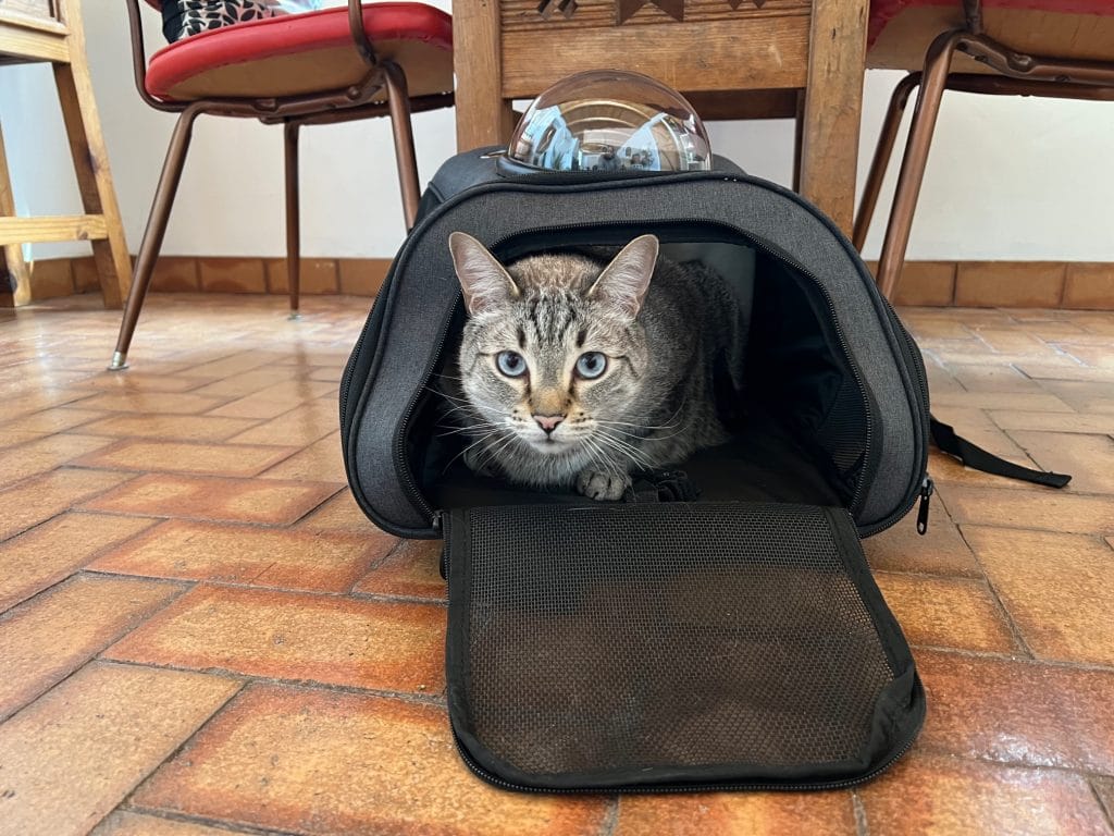 Discover the Best Cat Carrier for Feline Friends: The Fat Cat Backpack