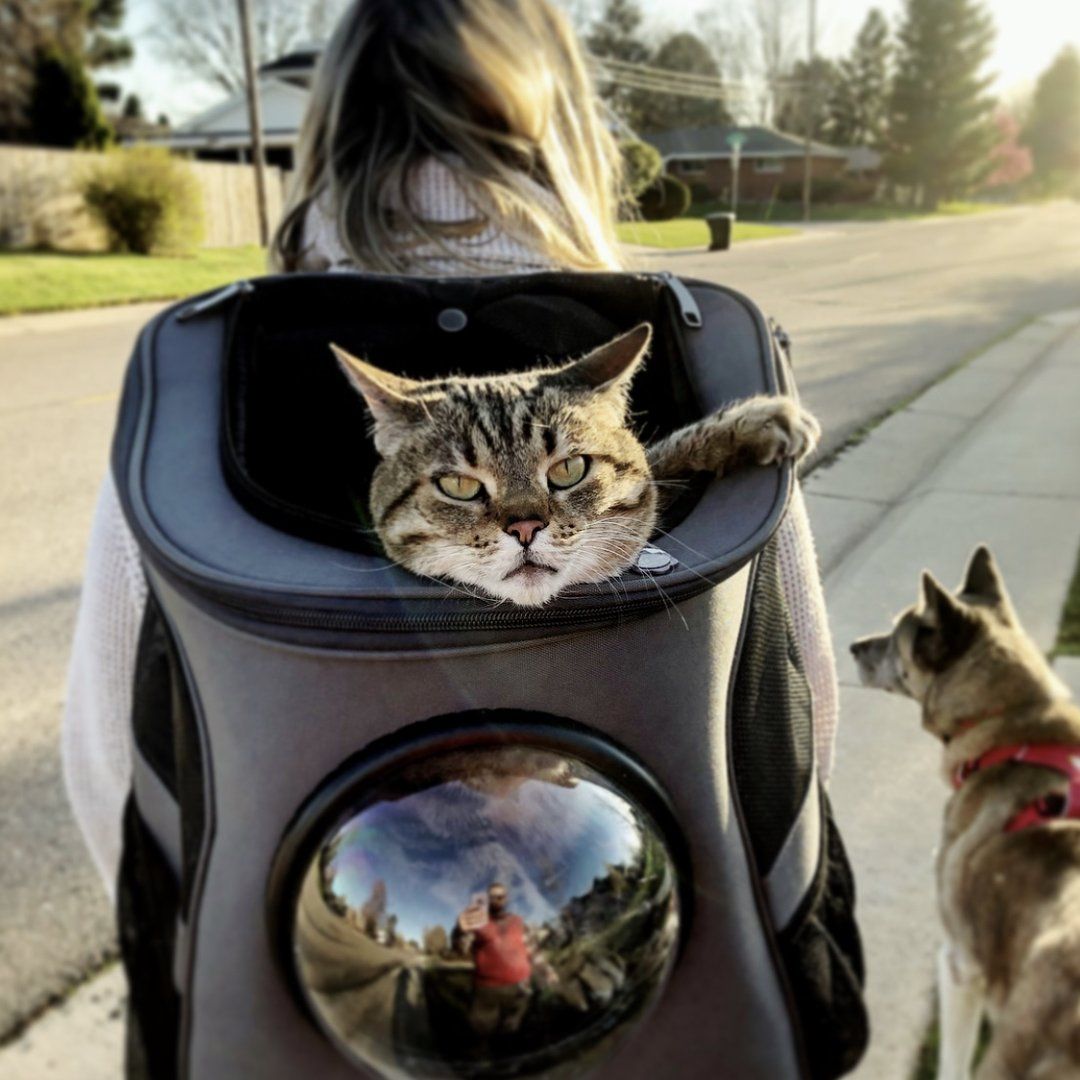 Why investing in a good cat carrier backpack is worth it?