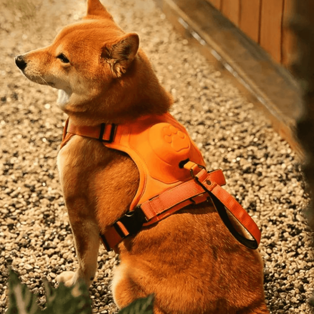 Innovative Dog Walking Harness with Retractable Leash - YourCatBackpack.Co