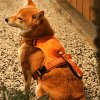 Innovative Dog Walking Harness with Retractable Leash - YourCatBackpack.Co