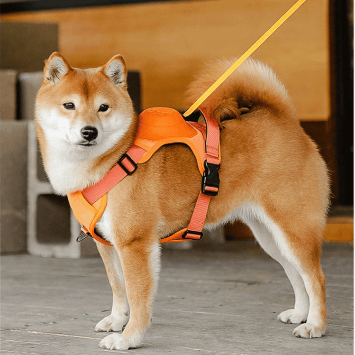 Innovative Dog Walking Harness with Retractable Leash - YourCatBackpack.Co