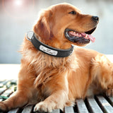 Customizable PU Leather Dog Collar - YourCatBackpack.Co