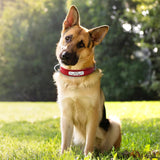 Customizable PU Leather Dog Collar - YourCatBackpack.Co
