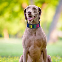 Collier pour chien en nylon élégant et réfléchissant pour petites et grandes races