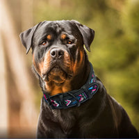 Collier pour chien en nylon élégant et réfléchissant pour petites et grandes races