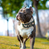 Collier pour chien en nylon élégant et réfléchissant pour petites et grandes races